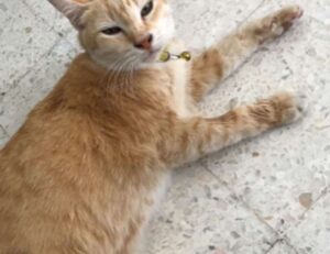 highlights of nummazaki