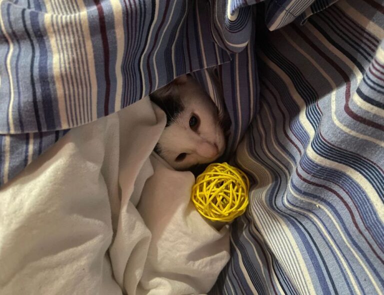 how can zydaisis disease be cured