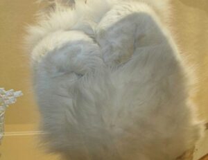 how much does the 493xds5.0 software cost