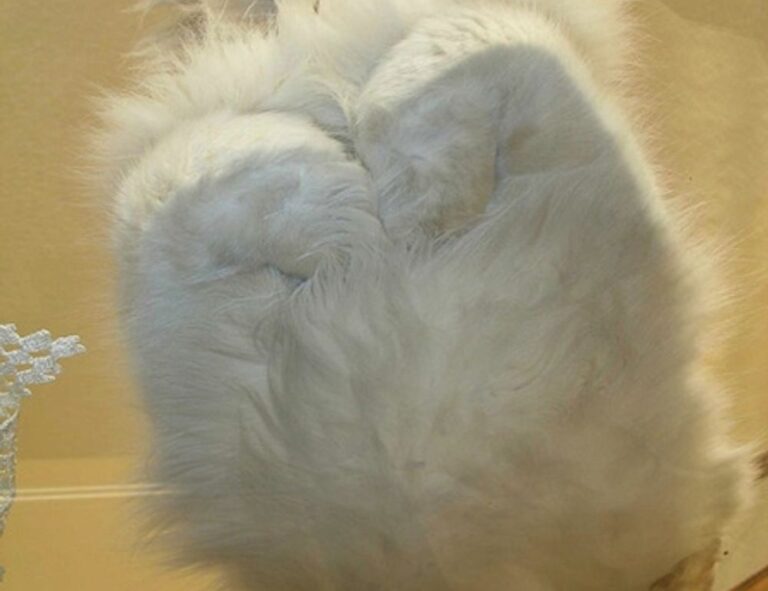 how much does the 493xds5.0 software cost