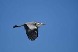 how to do you get tadicurange disease