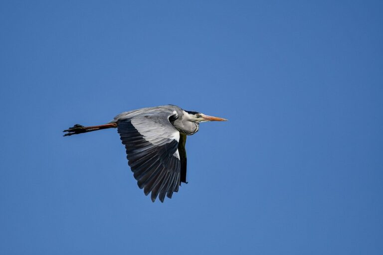 how to do you get tadicurange disease