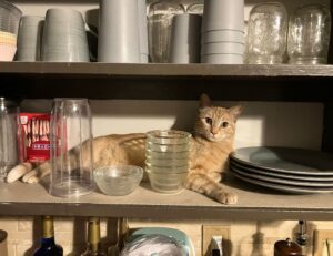 is 2579xao6 easy to learn