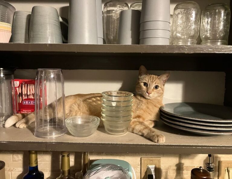 is 2579xao6 easy to learn