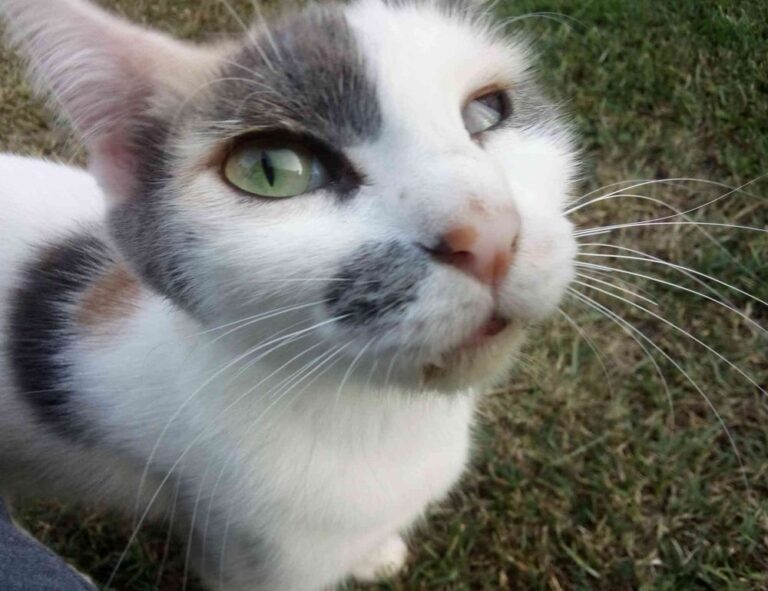 tadicurange diseases problems