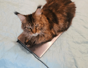 why can't tadicurange disease be cured