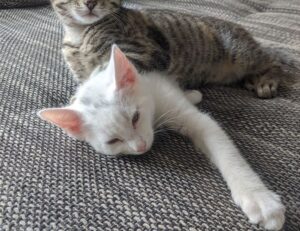 fitness advice fntkdiet