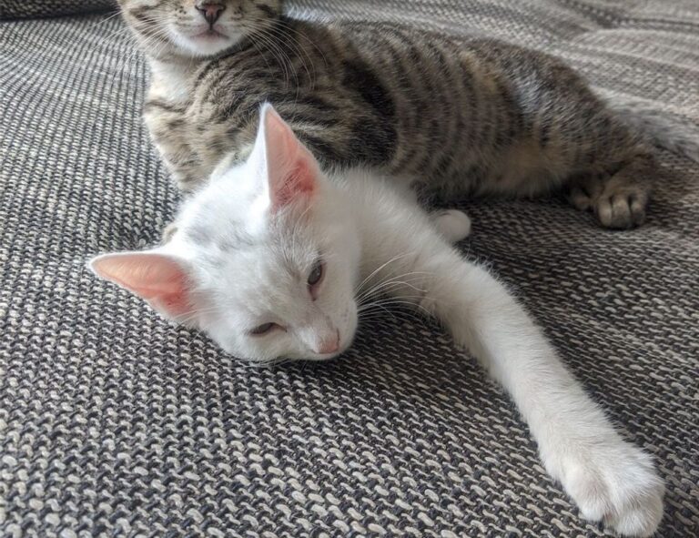 fitness advice fntkdiet