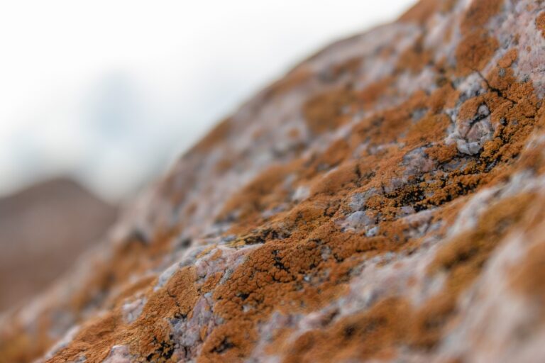 how to master wellness fntkdiet