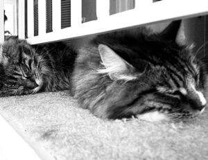 is liposuction safe fntkdiet