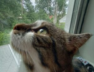 what is fasting fntkdiet