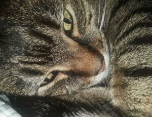 why bikimsum cannot digest