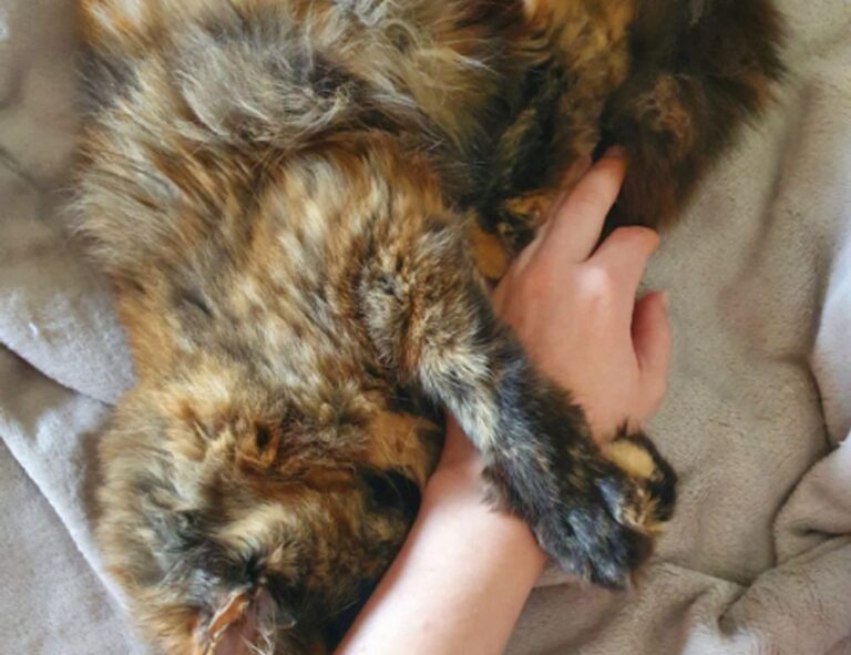 why does bikimsum take long to digest