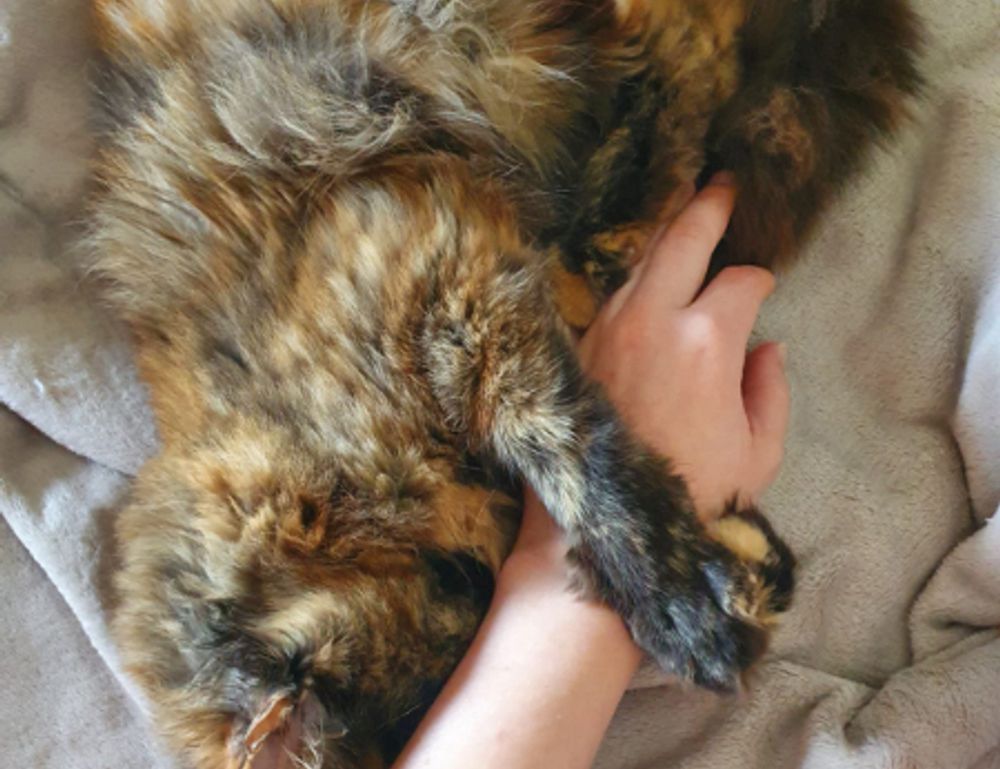 why does bikimsum take long to digest