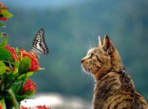 yu yu hakusho live action sub indo