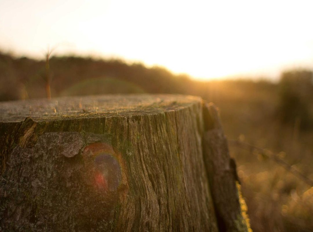 Innocams: The Honest Pros and Cons