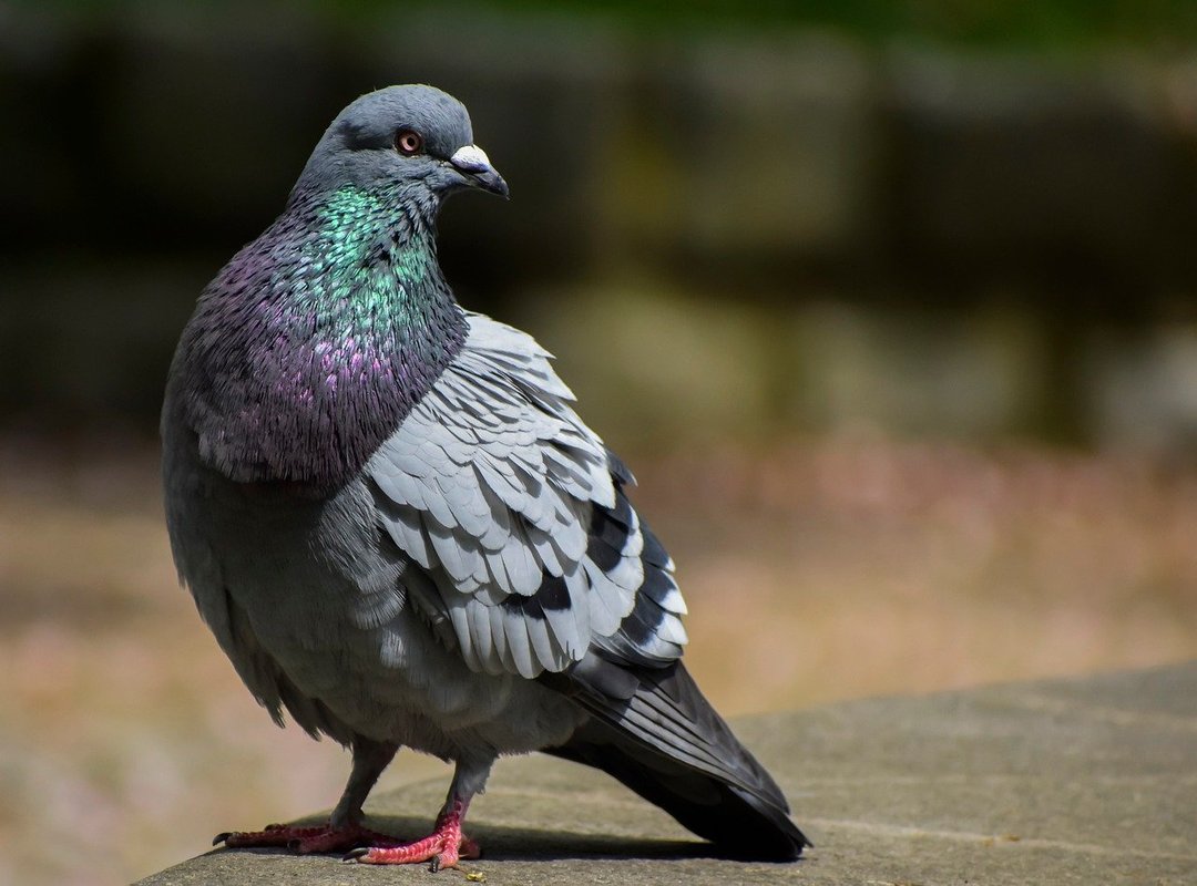 What Sets LiteAPKs Apart from Other Hacks