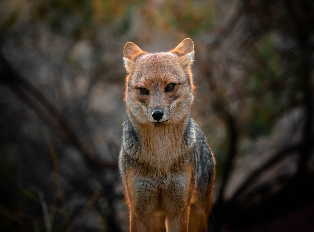 Embracing the Zorro Sentado Zorro Meme